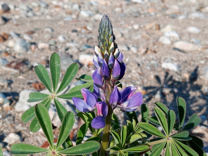 Lupinus succulentus image