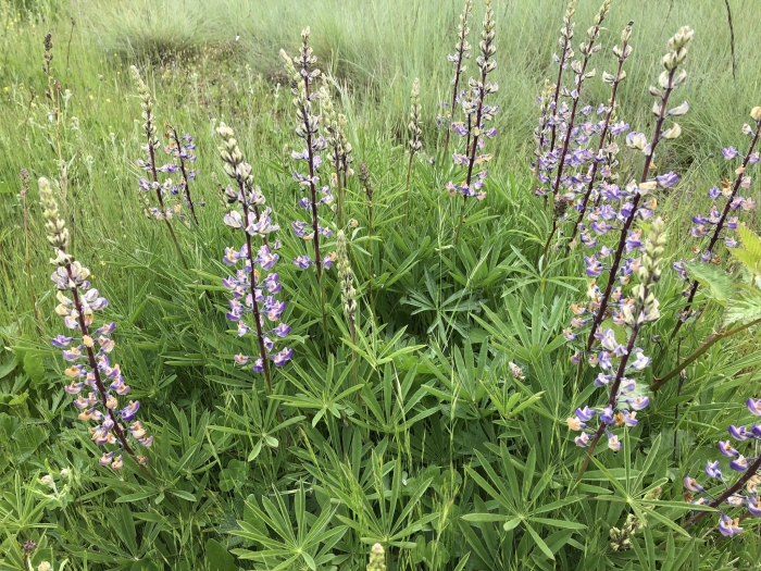 Lupinus sulphureus image