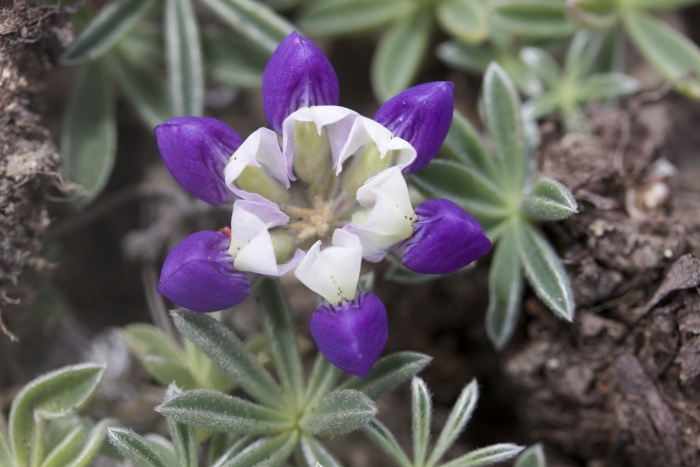 Lupinus variicolor image