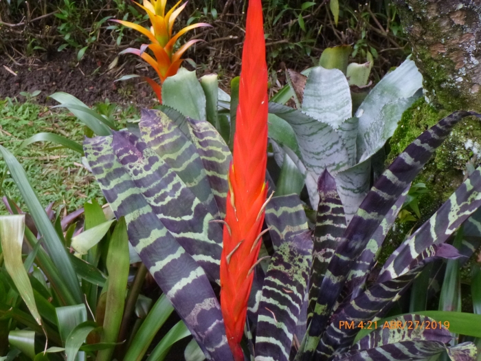 Lutheria splendens image