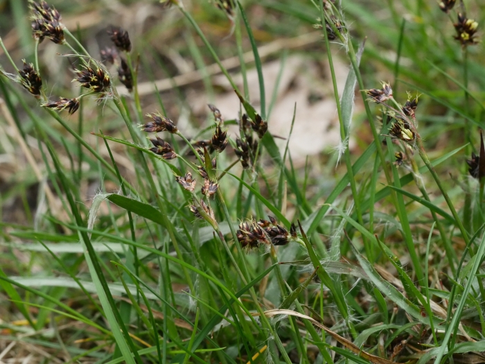 Luzula campestris image