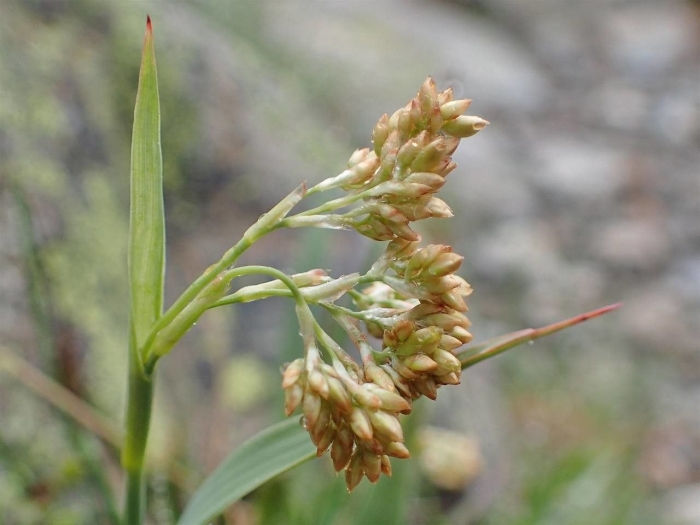 Luzula lutea image