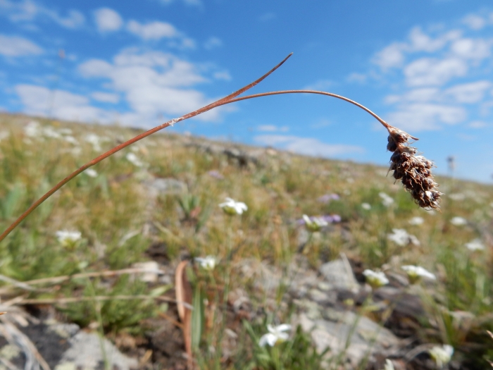 Luzula spicata image