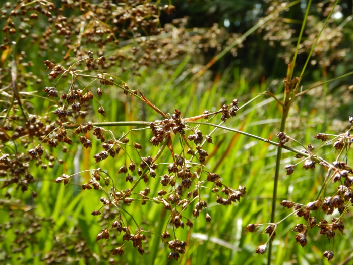 Luzula sylvatica image