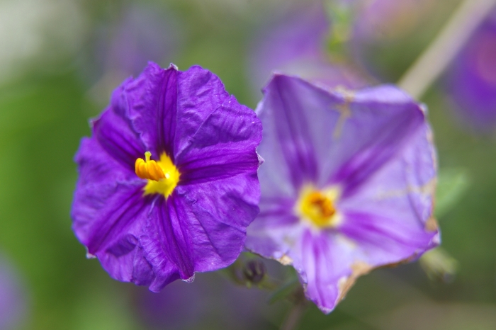 Lycianthes rantonnetii image