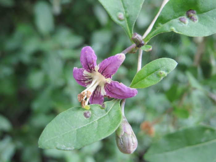 Lycium barbarum image
