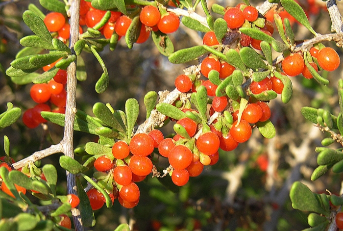 Lycium brevipes image