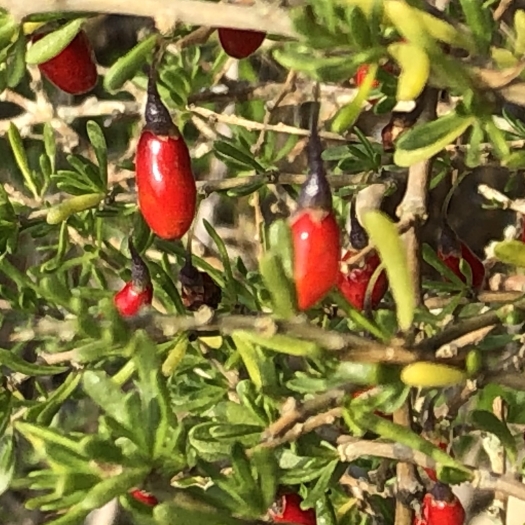 Lycium carolinianum image