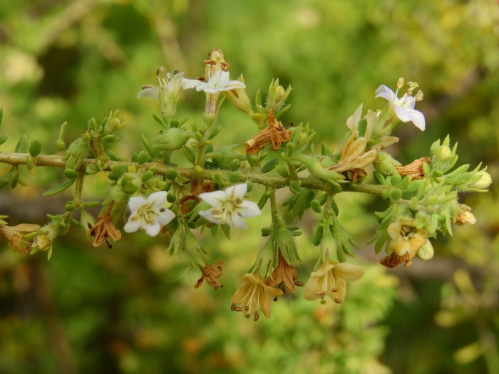 Lycium chilense image