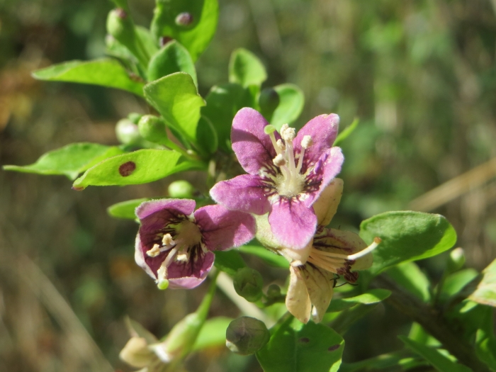 Lycium chinense image