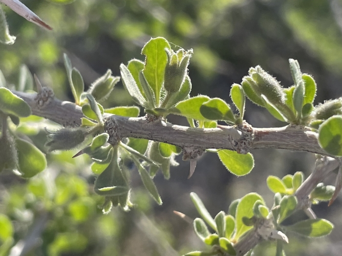 Lycium cooperi image