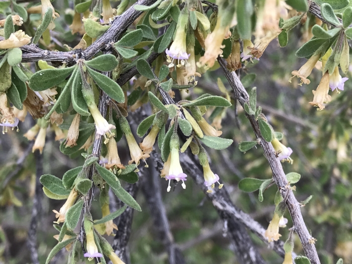 Lycium exsertum image