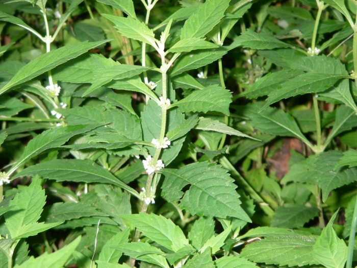 Lycopus americanus image