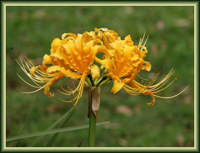 Lycoris aurea image