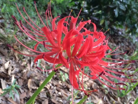 Lycoris radiata image
