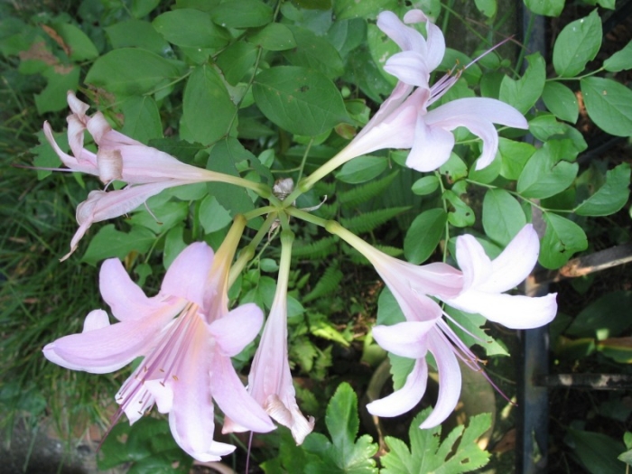 Lycoris squamigera image