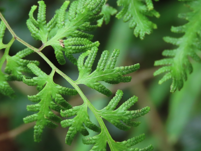 Lygodium japonicum image