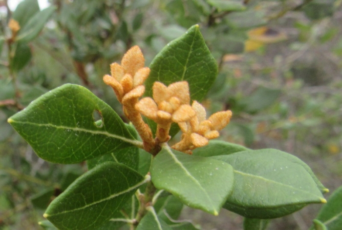 Lyonia ferruginea image