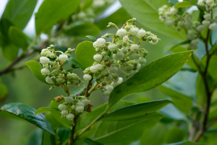 Lyonia ligustrina image