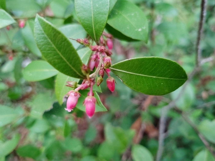 Lyonia lucida image