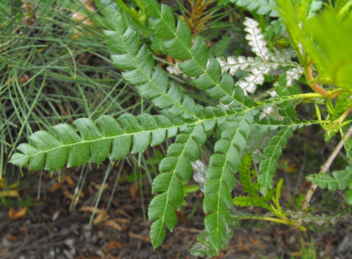 Lyonothamnus floribundus image