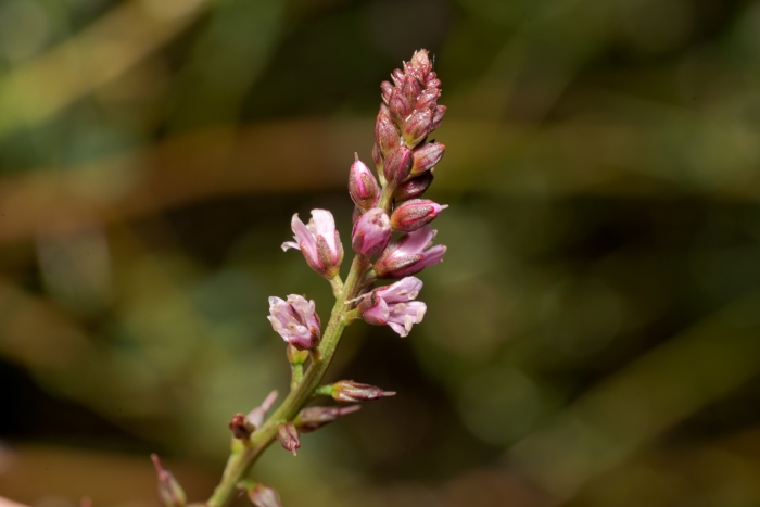 Lysimachia dubia image