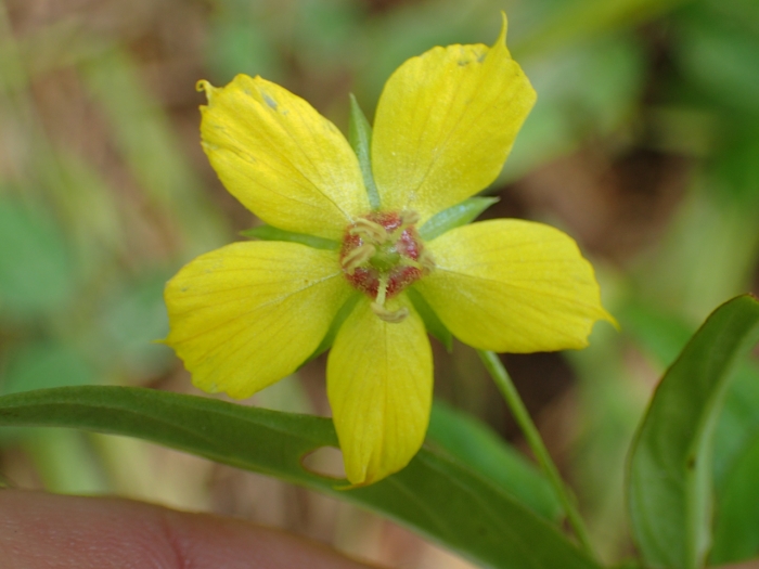 Lysimachia lanceolata image