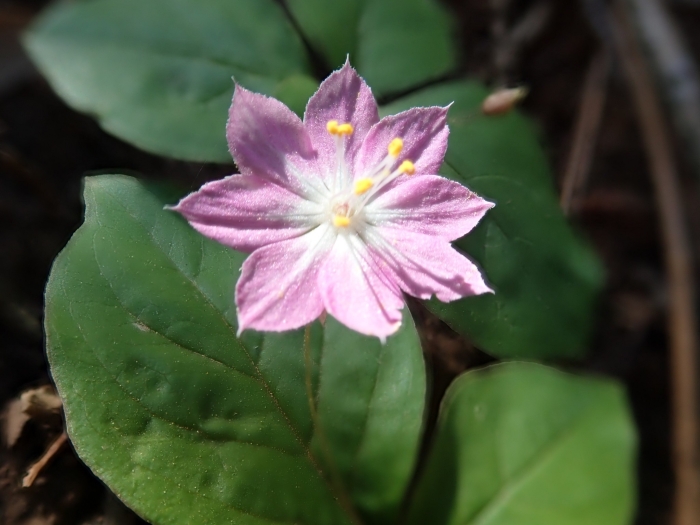 Lysimachia latifolia image