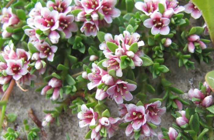 Lysimachia maritima image