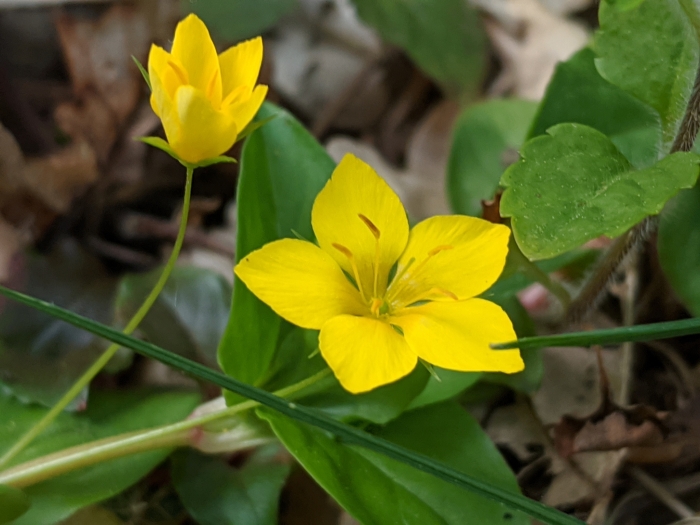 Lysimachia nemorum image