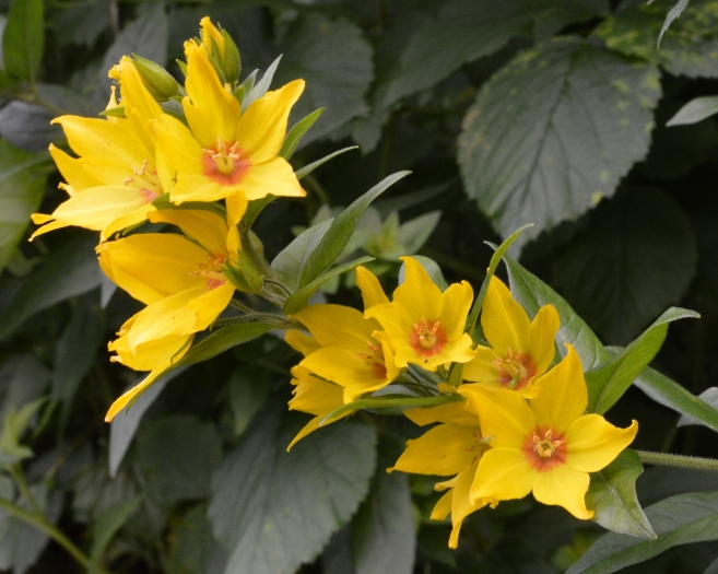 Lysimachia punctata image
