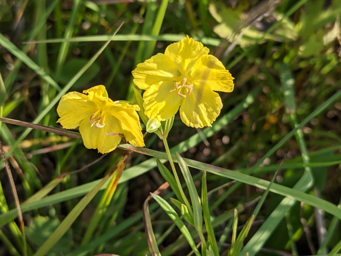 Lysimachia quadriflora image