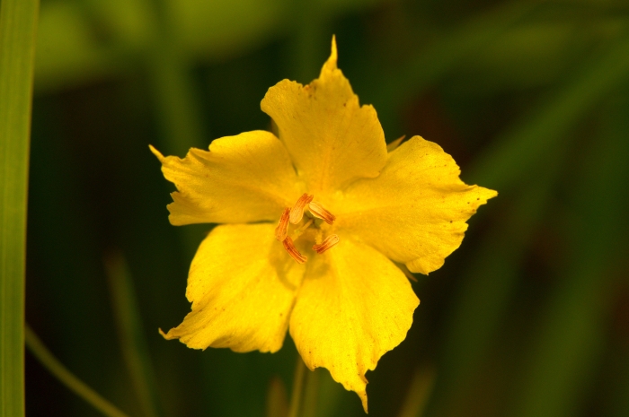 Lysimachia quadrifolia image