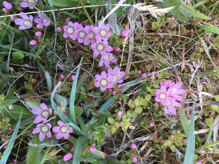 Lysimachia tenella image