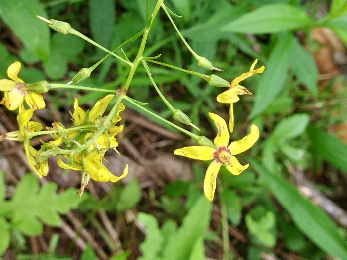 Lysimachia terrestris image
