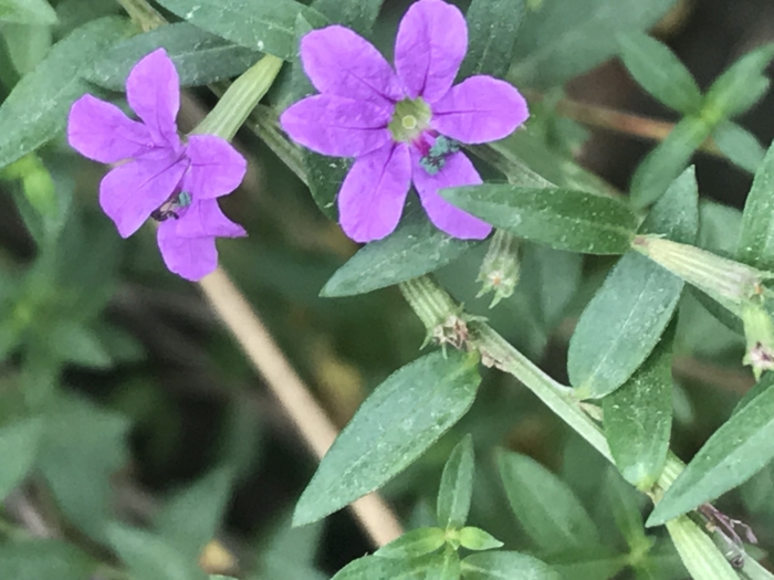 Lythrum alatum image
