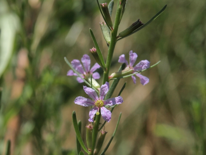 Lythrum californicum image