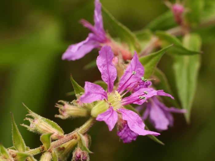 Lythrum salicaria image