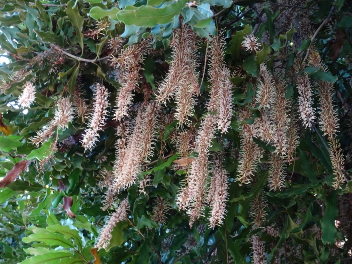 Macadamia tetraphylla image