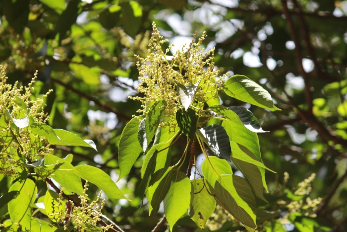 Macaranga capensis image