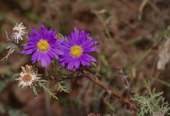 Machaeranthera tanacetifolia image