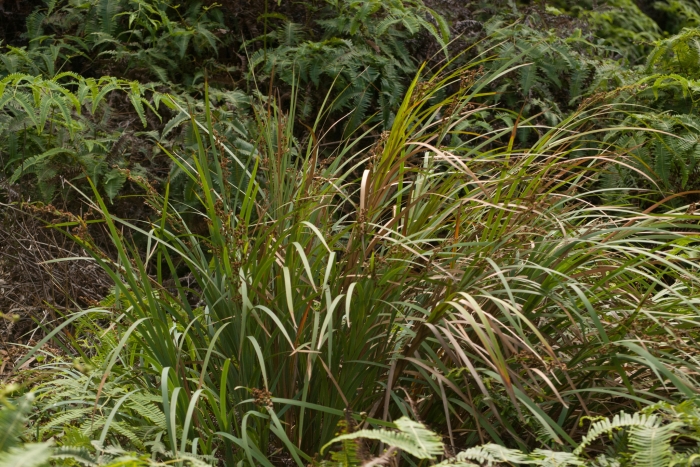 Machaerina mariscoides image