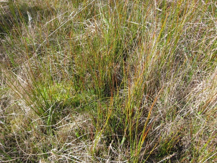 Machaerina rubiginosa image