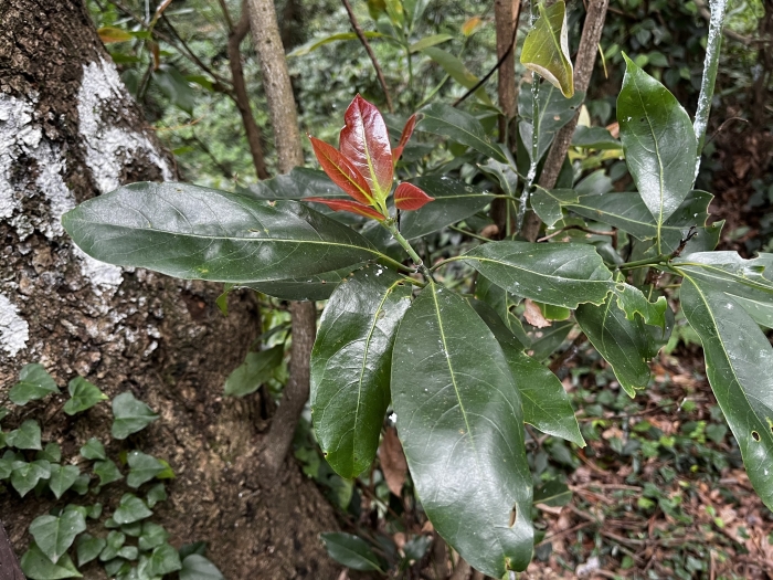 Machilus thunbergii image