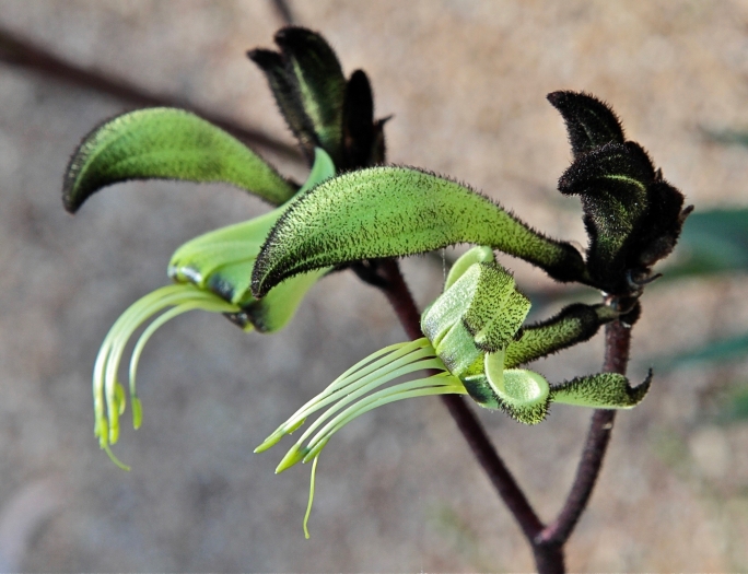 Macropidia fuliginosa image