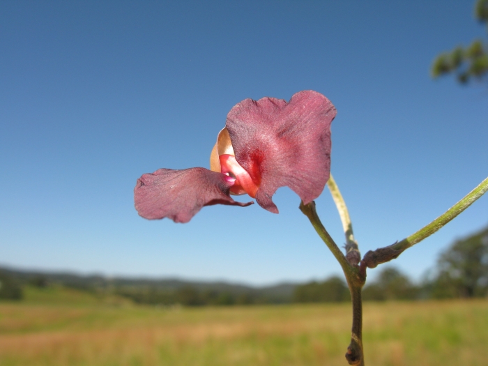 Macroptilium atropurpureum image