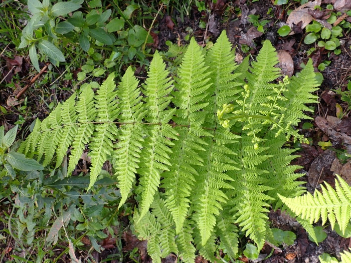 Macrothelypteris torresiana image