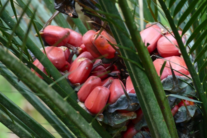 Macrozamia communis image