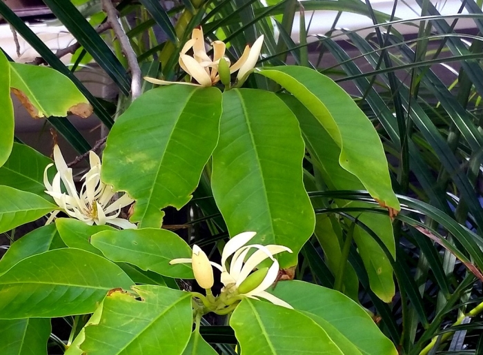 Magnolia alba image