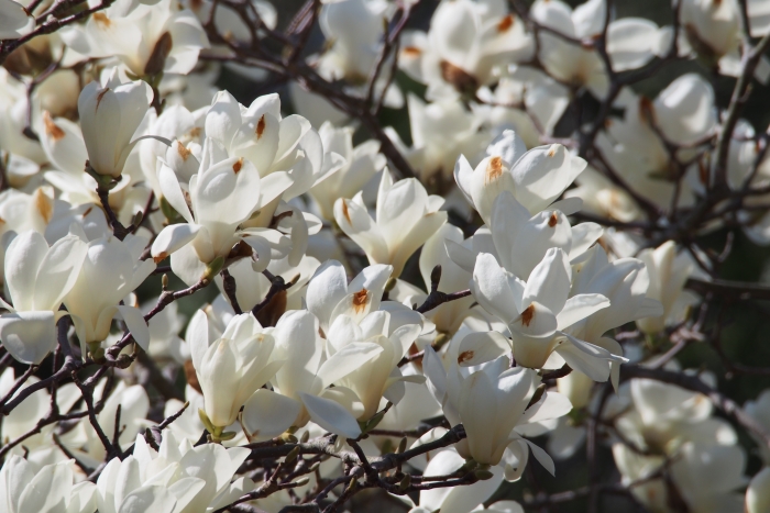 Magnolia denudata image